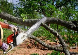 Best Emergency Tree Removal  in Aviston, IL