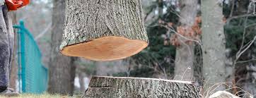 Best Tree and Shrub Care  in Aviston, IL