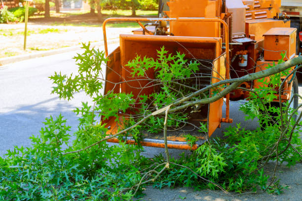 Best Storm Damage Tree Cleanup  in Aviston, IL