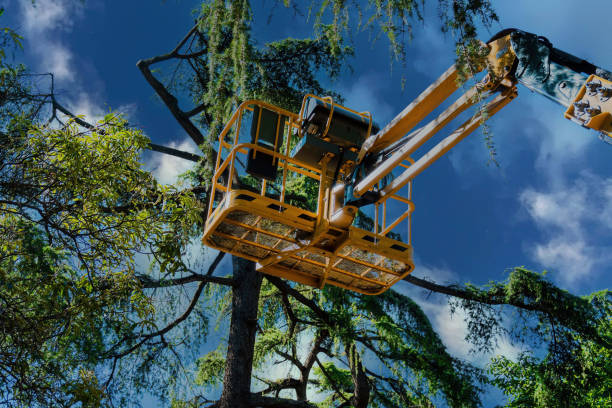 Best Arborist Consultation Services  in Aviston, IL