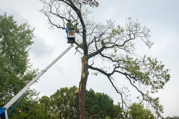 How Our Tree Care Process Works  in  Aviston, IL