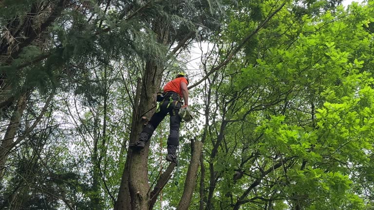 Tree Services