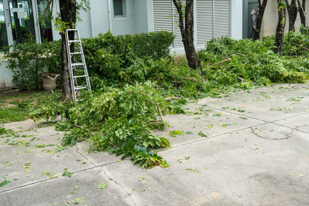 How Our Tree Care Process Works  in  Aviston, IL