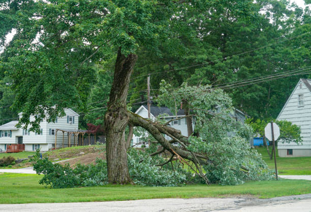 Professional Tree Services in Aviston, IL