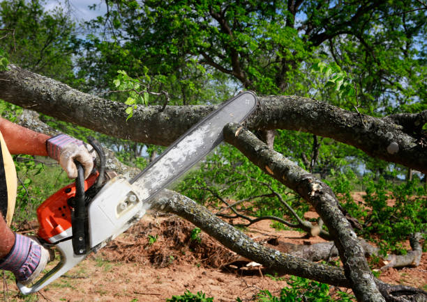 Best Utility Line Clearance  in Aviston, IL